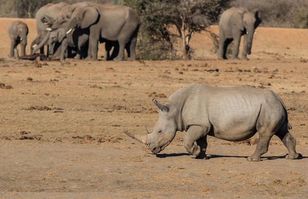 Tau Game Lodge Madikwe Wildreservaat Buitenkant foto