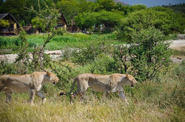 Tau Game Lodge Madikwe Wildreservaat Buitenkant foto